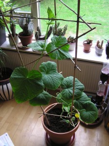 Komkommer plant na 8 weken