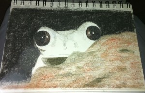 Kikker met houtskool getekend.  Formaat A5. 